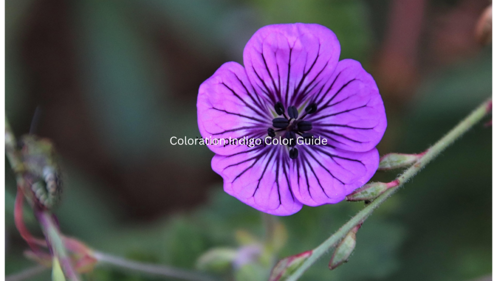 Coloration Indigo Color Guide | Design, Culture & Psychology