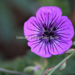 Coloration Indigo Color Guide | Design, Culture & Psychology
