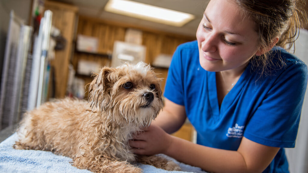 Pet5ardas com: Caring for Pets Made Easy