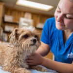 Pet5ardas com: Caring for Pets Made Easy