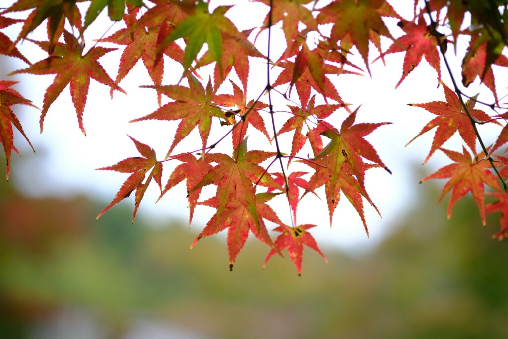 BenefitBoutiqueDamen: Transform Your Look with Expert Beauty, Brows & Confidence Boosts