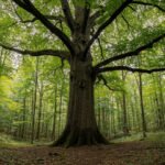 Ohio Champion Trees in Delaware County, Lewis Center (US): A Complete Informational Guide