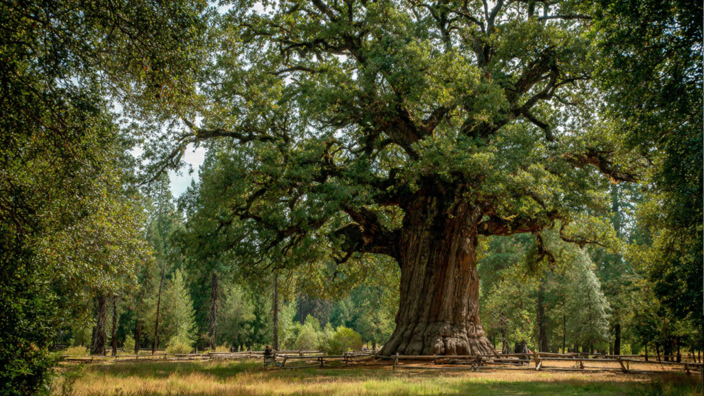 The Ultimate Guide to Champion Trees in Lewis Center, Ohio