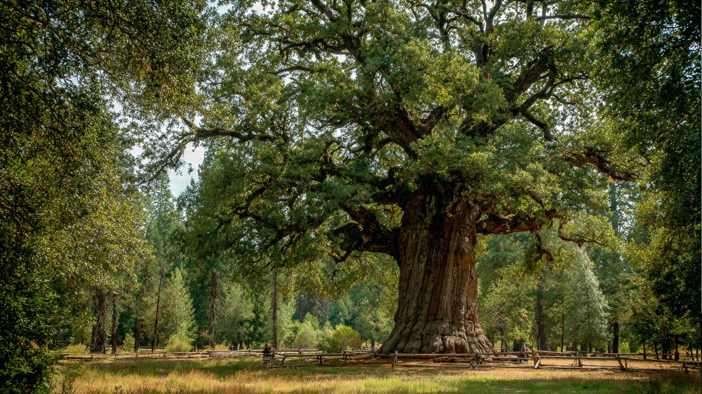 The Ultimate Guide to Champion Trees in Lewis Center, Ohio