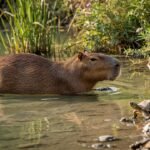 Cadibara Explained: The World’s Largest Rodent and Its Amazing Life''